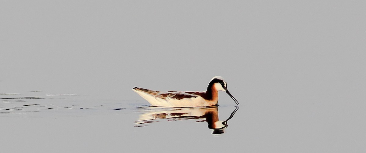 Wilson's Phalarope - Paola González