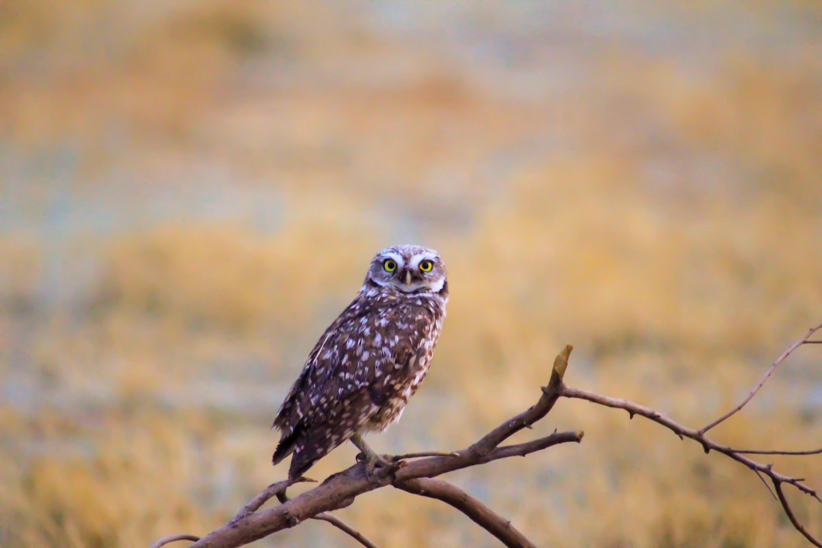 Burrowing Owl - Paola González