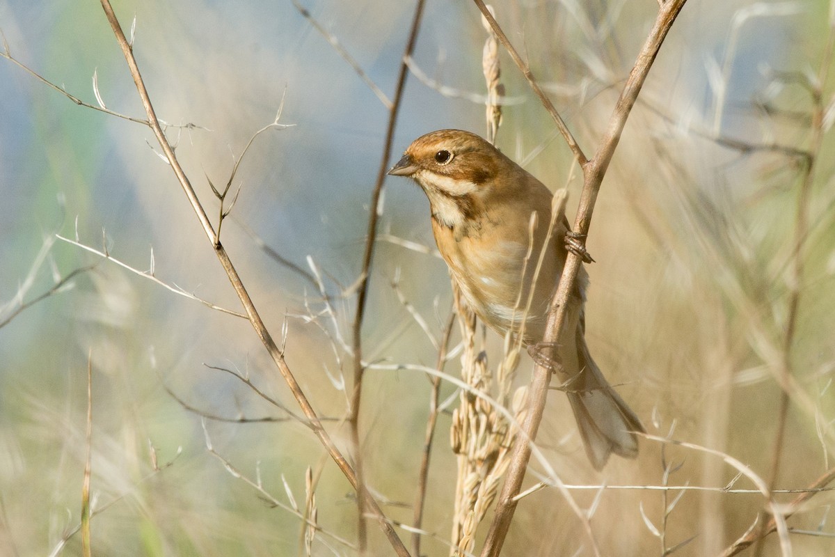 Pallas's Bunting - David Irving