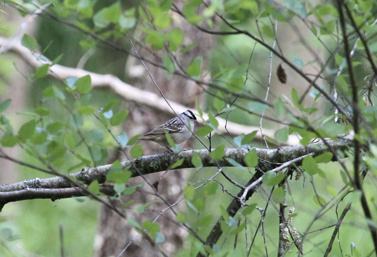 Bruant à couronne blanche - ML334652501