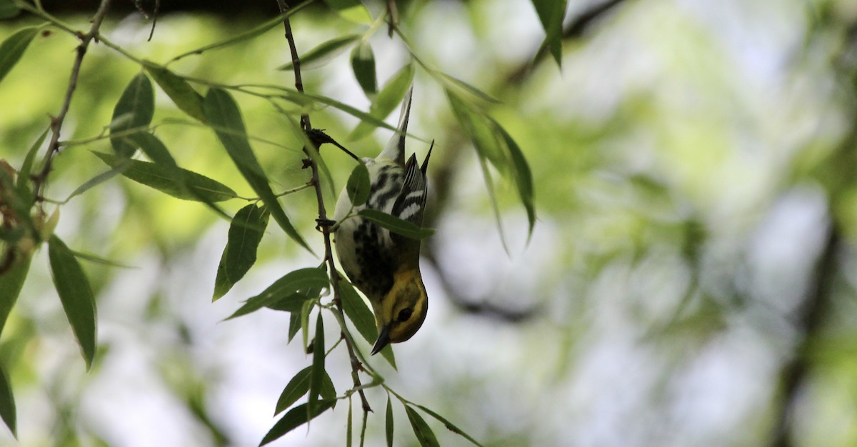 Black-throated Green Warbler - ML334652771