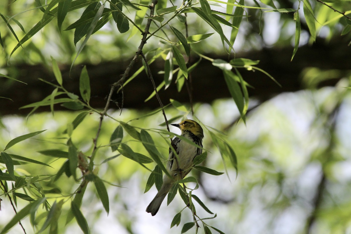 Black-throated Green Warbler - ML334652831