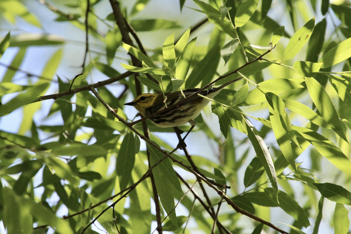 Black-throated Green Warbler - ML334652851