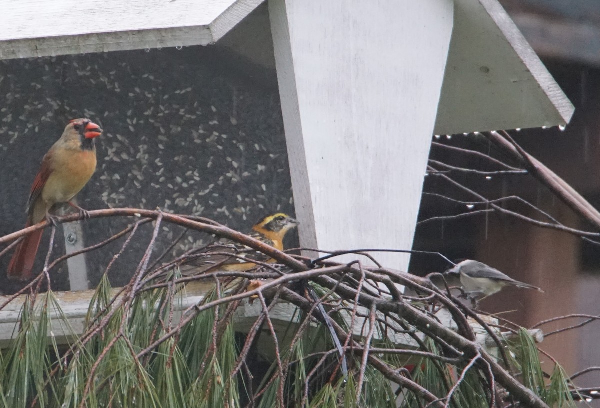 Black-headed Grosbeak - ML334652901