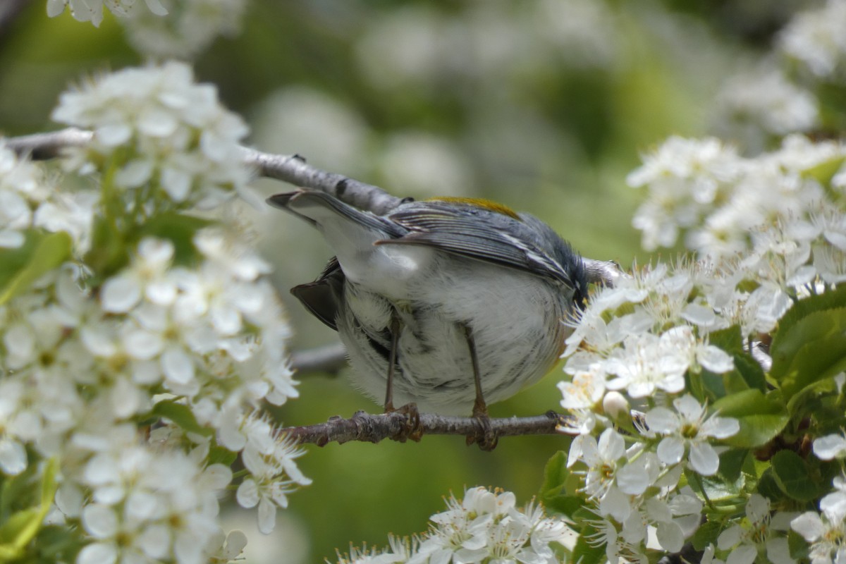 Parula Norteña - ML334653051