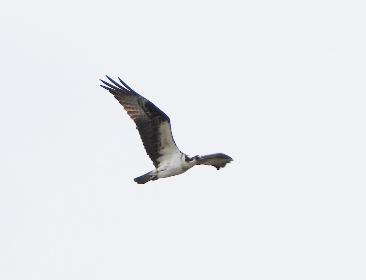 Águila Pescadora - ML334653681