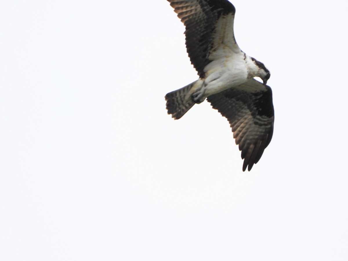 Águila Pescadora - ML334653811