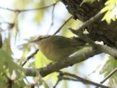 Worm-eating Warbler - ML334655391
