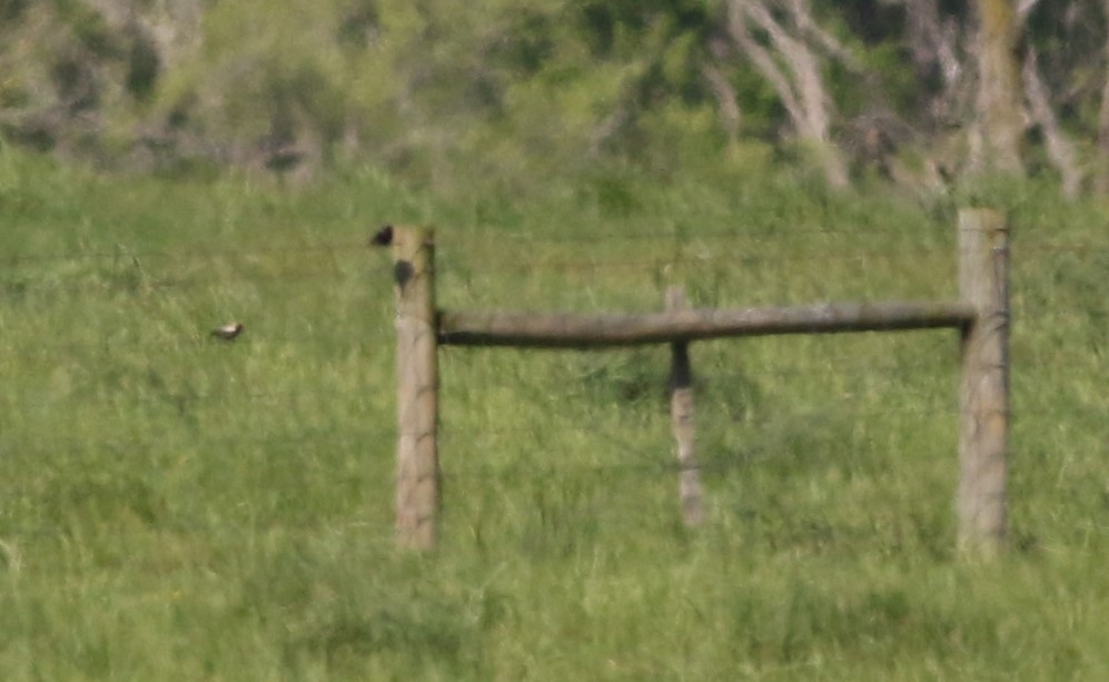 Bobolink - Daniel Lebbin