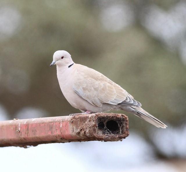 灰斑鳩 - ML33465771