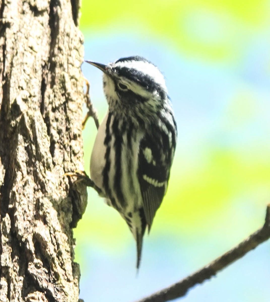 Black-and-white Warbler - ML334658171