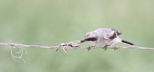 Loggerhead Shrike - Anonymous