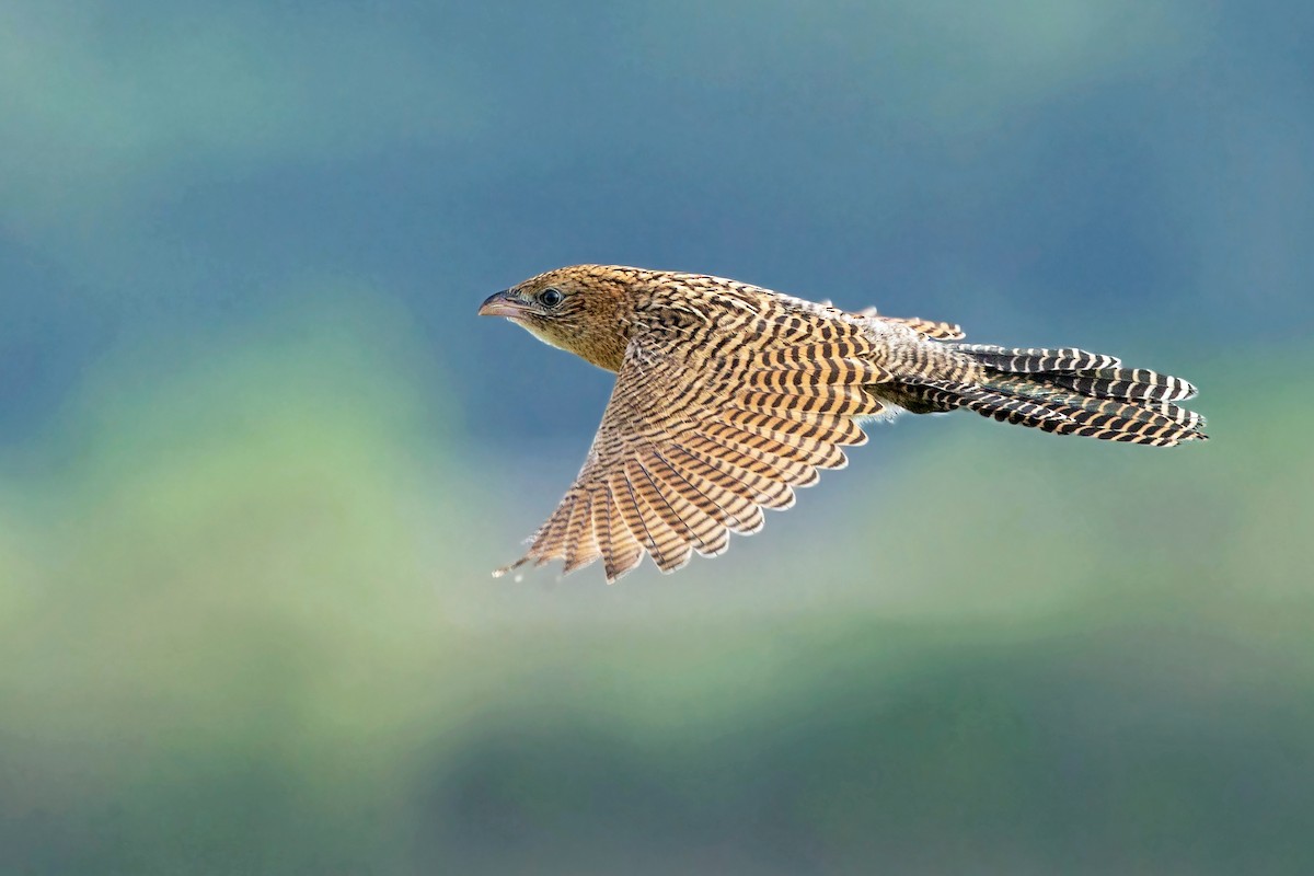 Lesser Coucal - David Irving