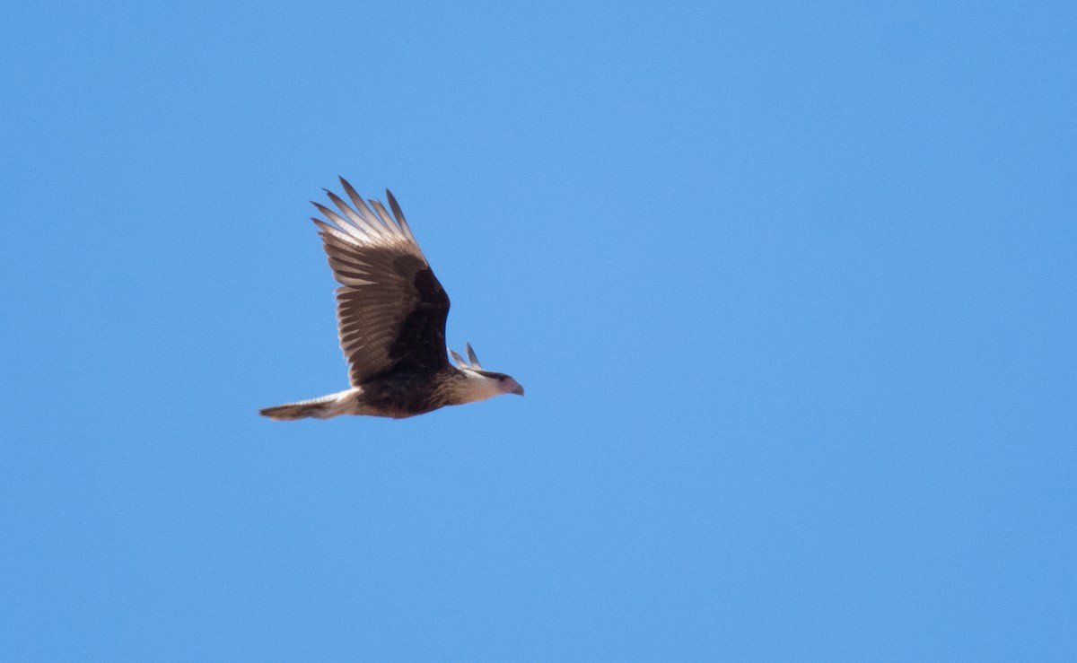 Crested Caracara (Northern) - ML334659231