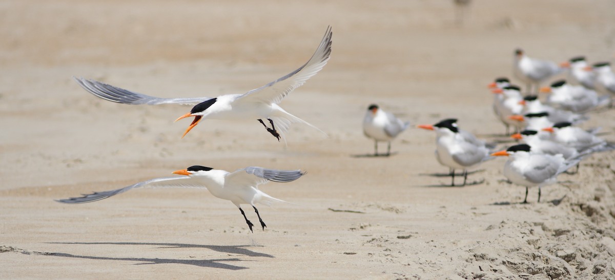 Royal Tern - Dave Spier