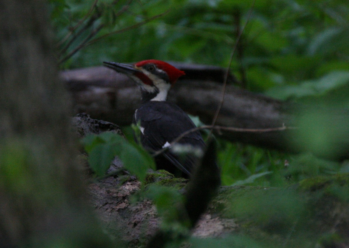Pileated Woodpecker - ML334664471