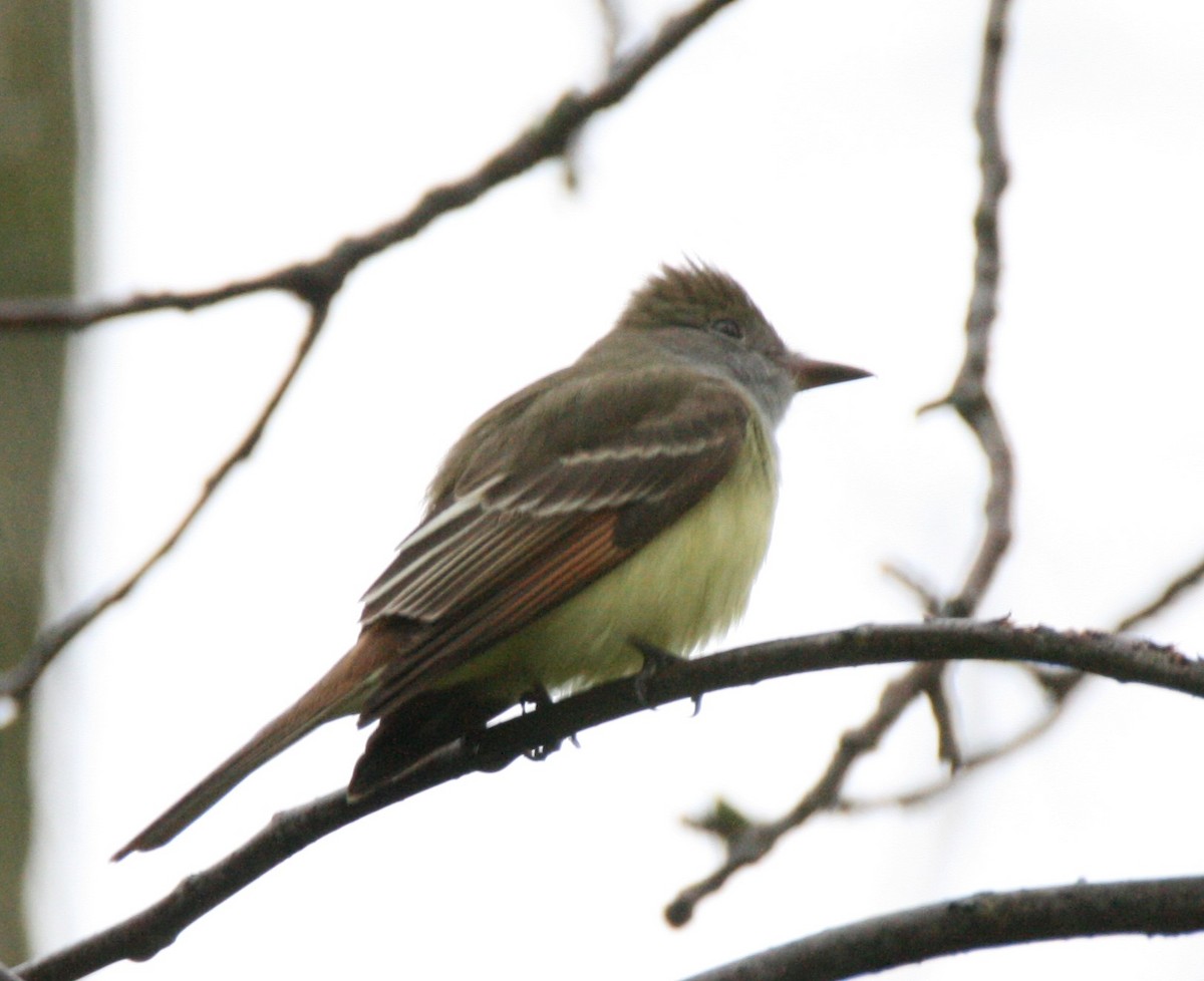 Great Crested Flycatcher - ML334664601
