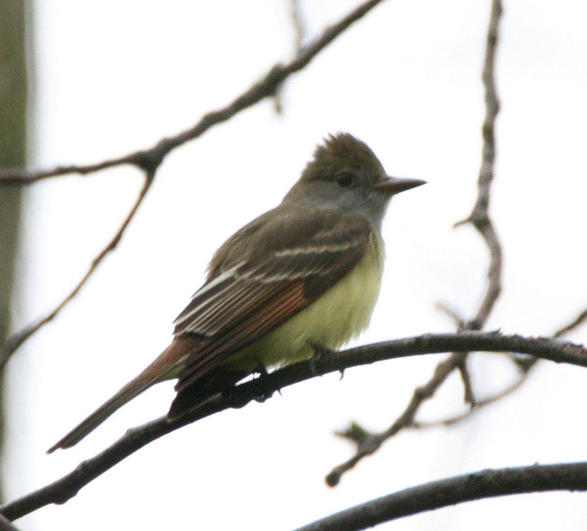 Great Crested Flycatcher - ML334664631