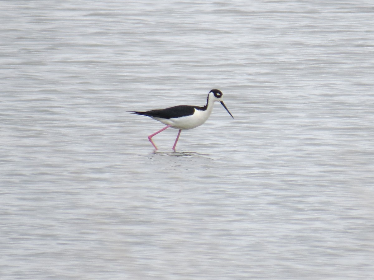 Black-necked Stilt - ML334665361