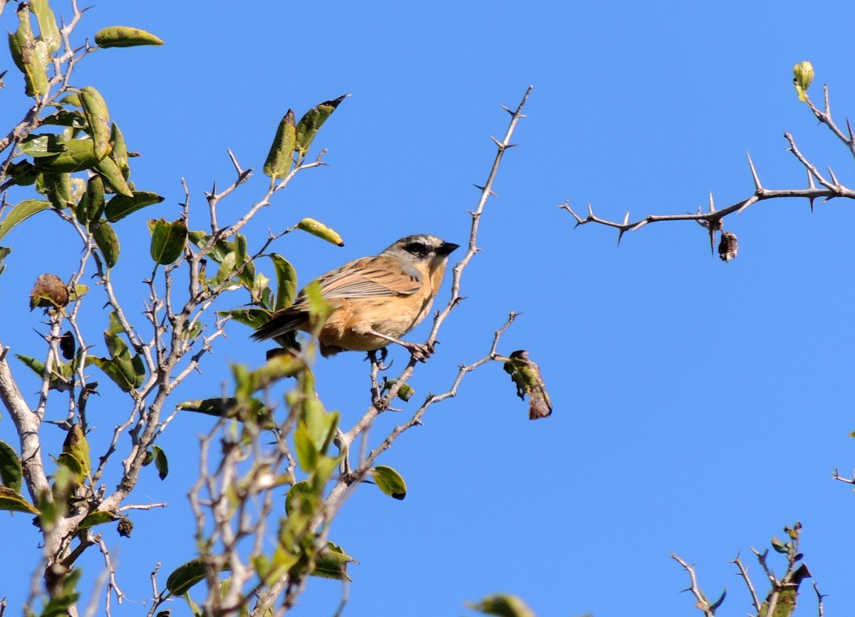 Long-tailed Reed Finch - Enrique Sanz