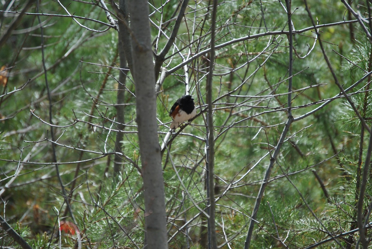 Eastern Towhee - ML334665771