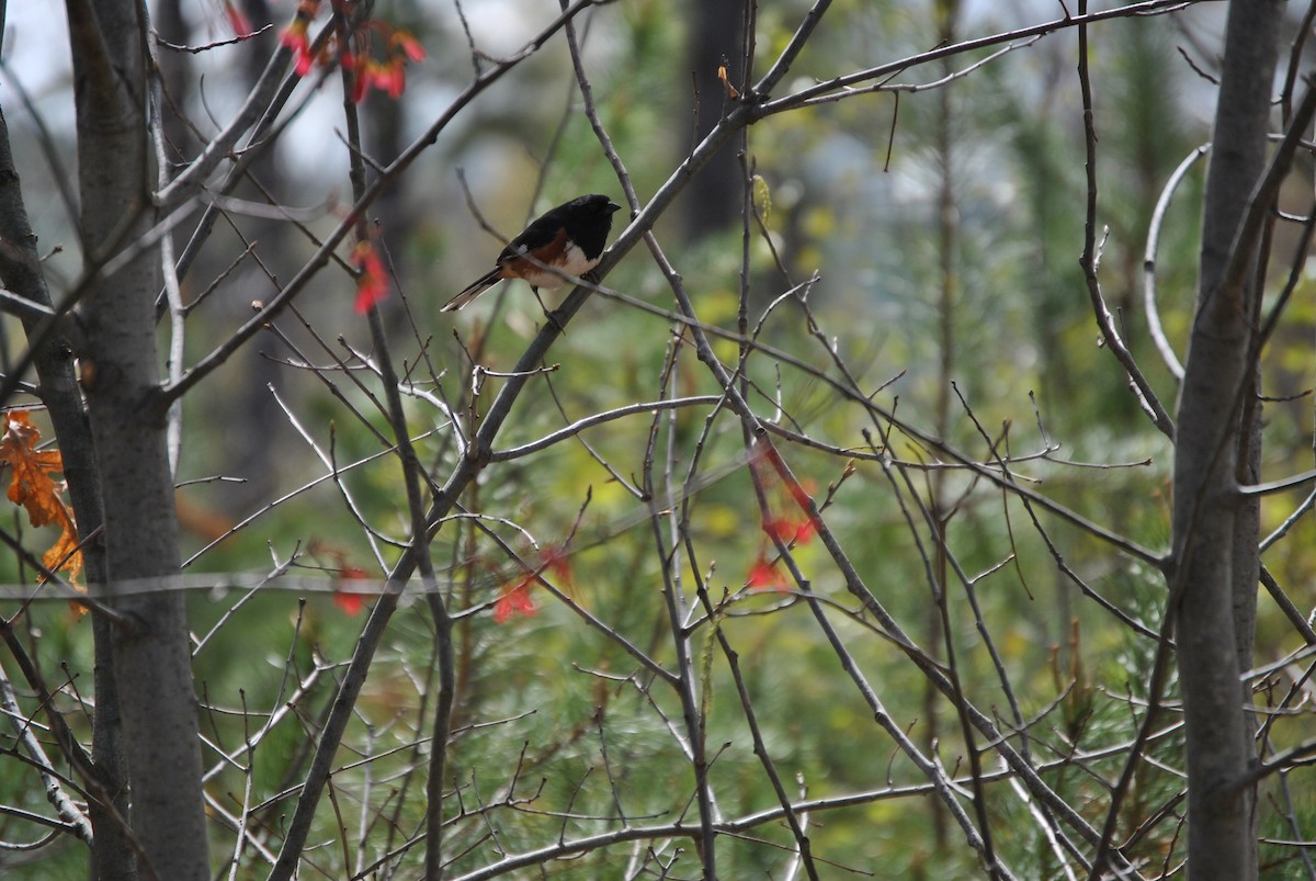 Eastern Towhee - ML334666211