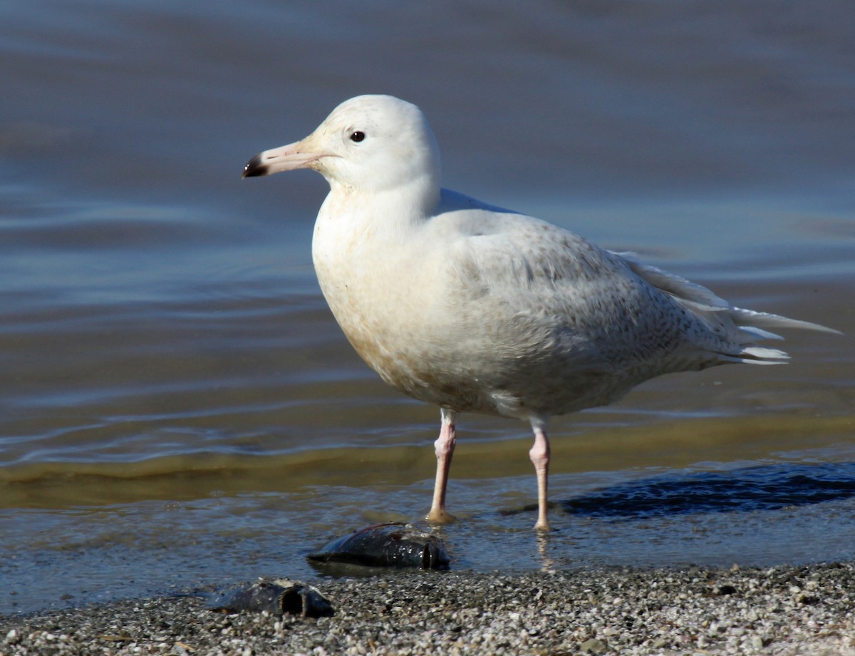 Glaucous Gull - ML33466691