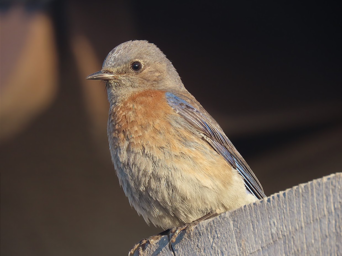 Western Bluebird - Long-eared Owl