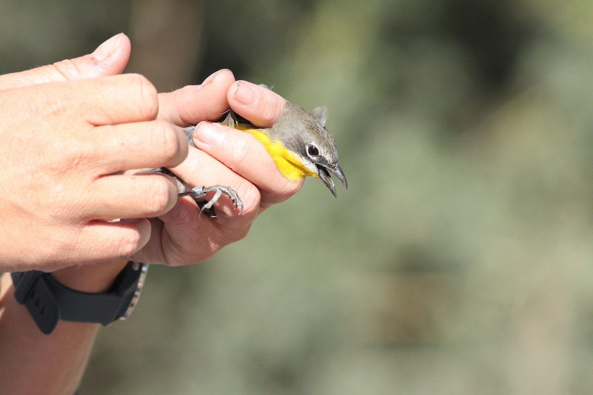 Yellow-breasted Chat - ML334667561