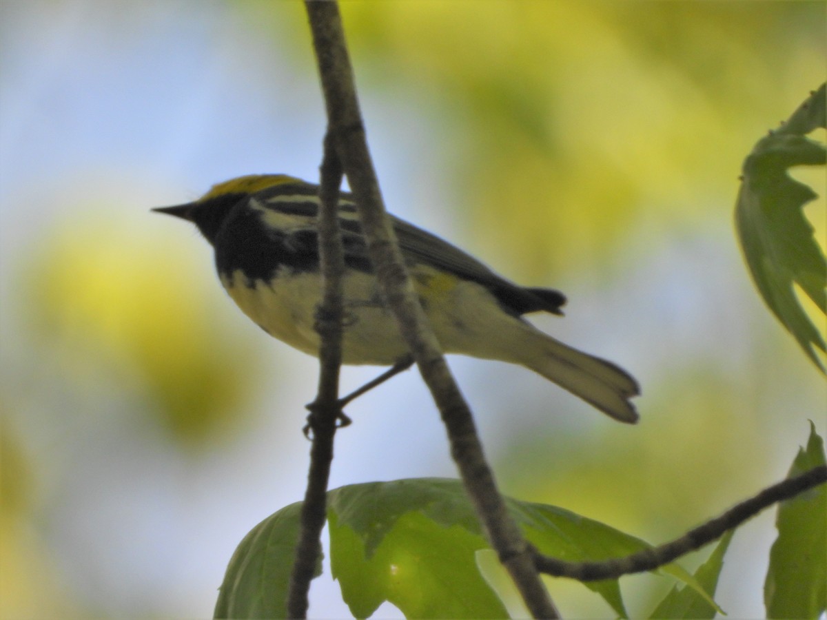 Black-throated Green Warbler - ML334667571