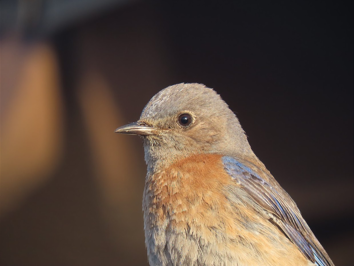 Western Bluebird - ML334667721