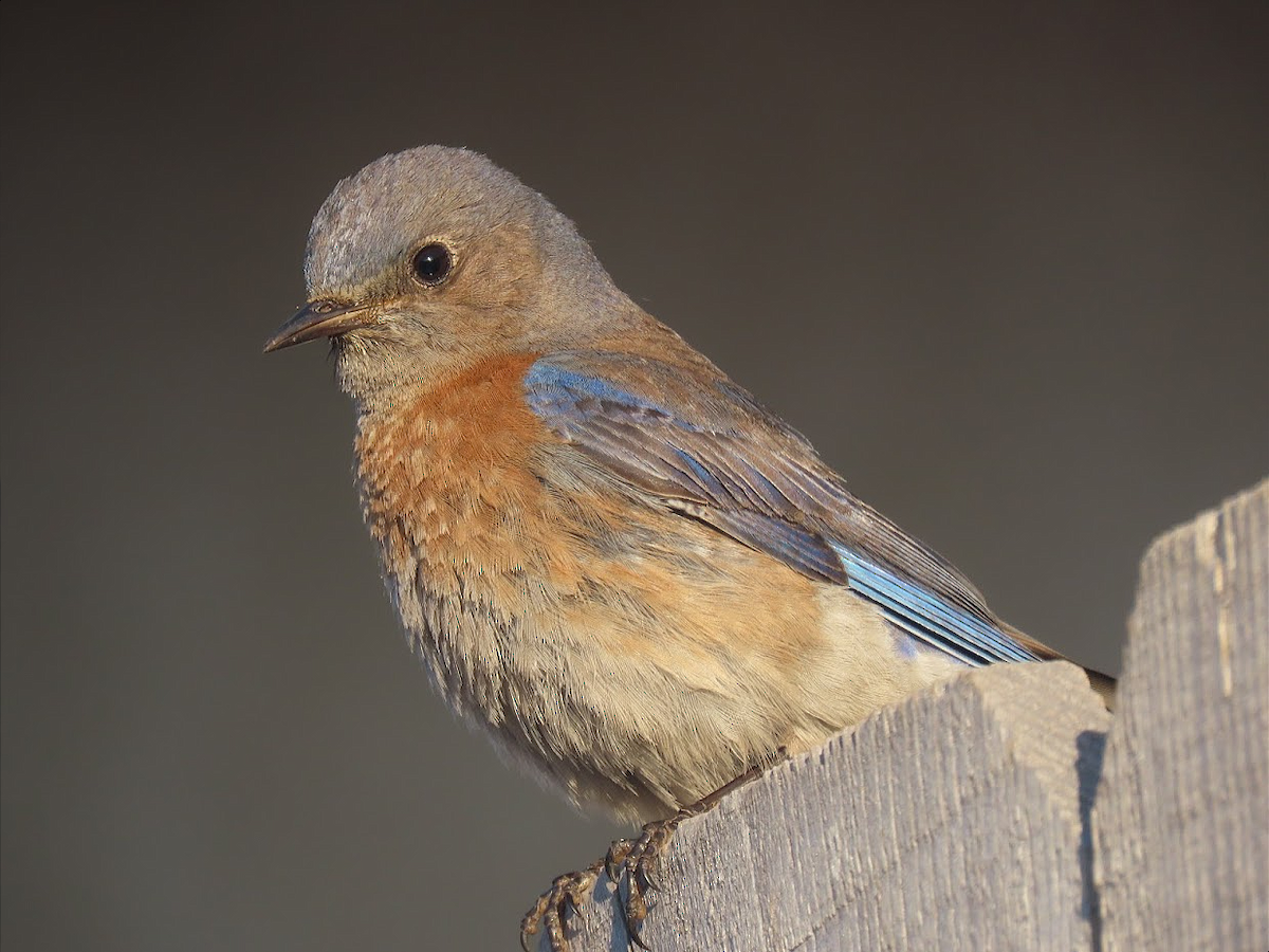 Western Bluebird - ML334668291