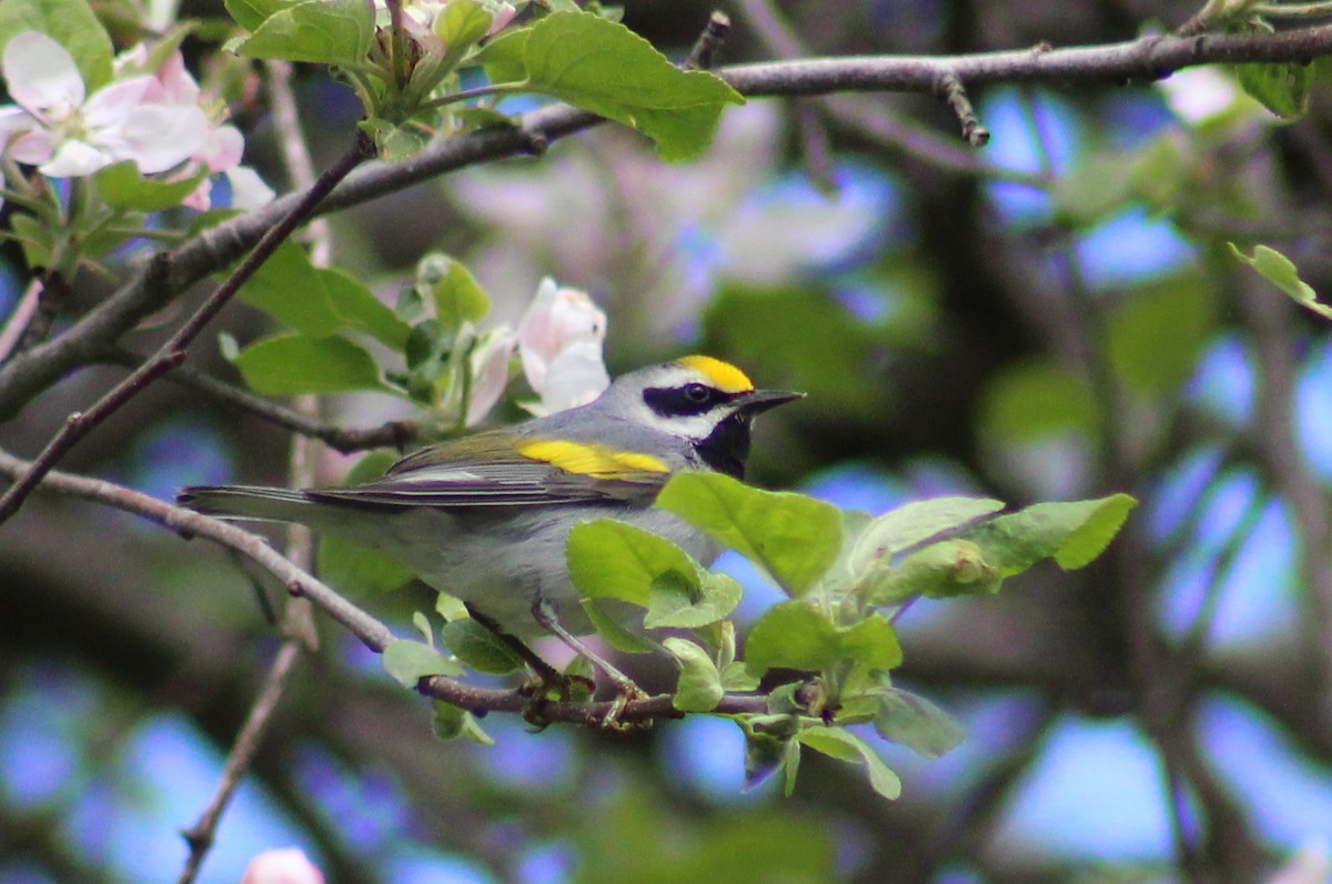 Golden-winged Warbler - ML334668751