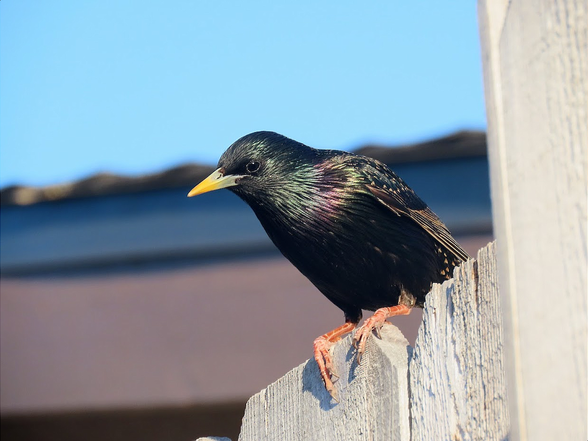 European Starling - ML334668991