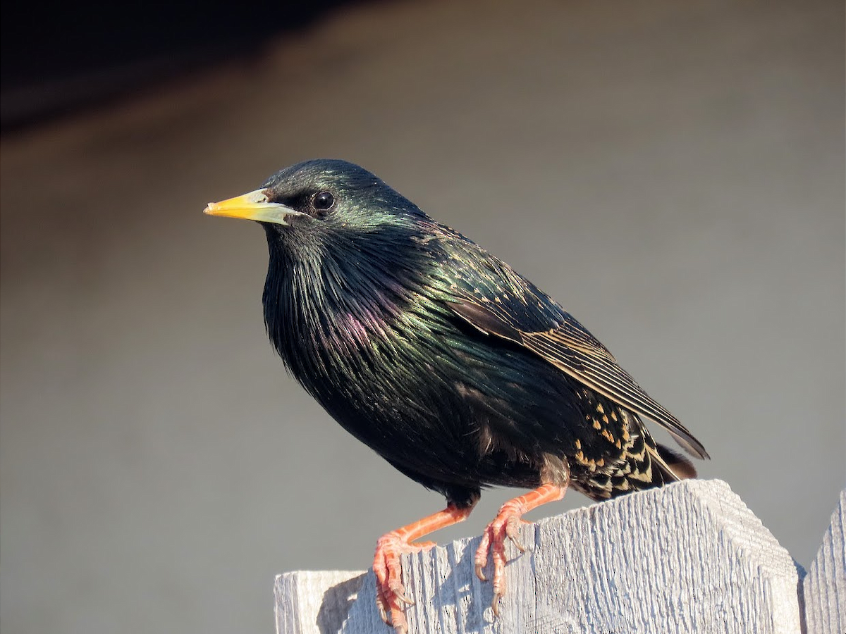 European Starling - ML334669851