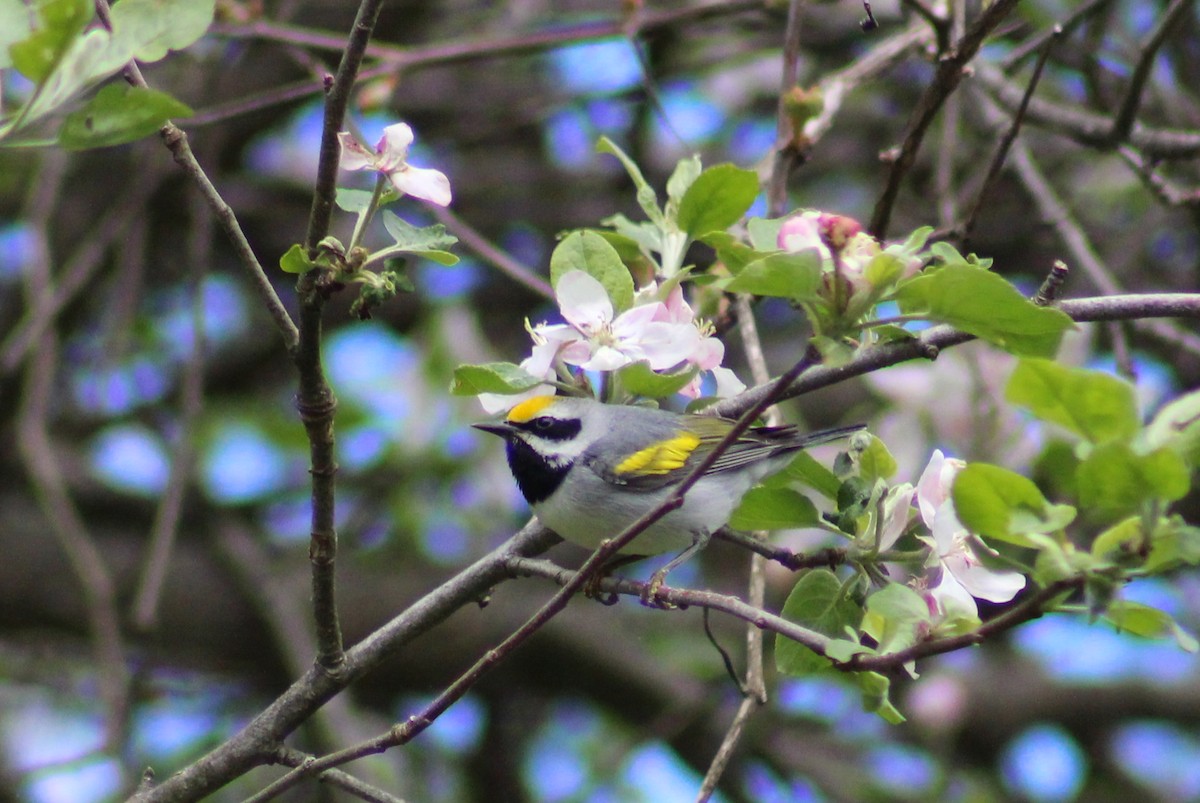 Golden-winged Warbler - ML334669861