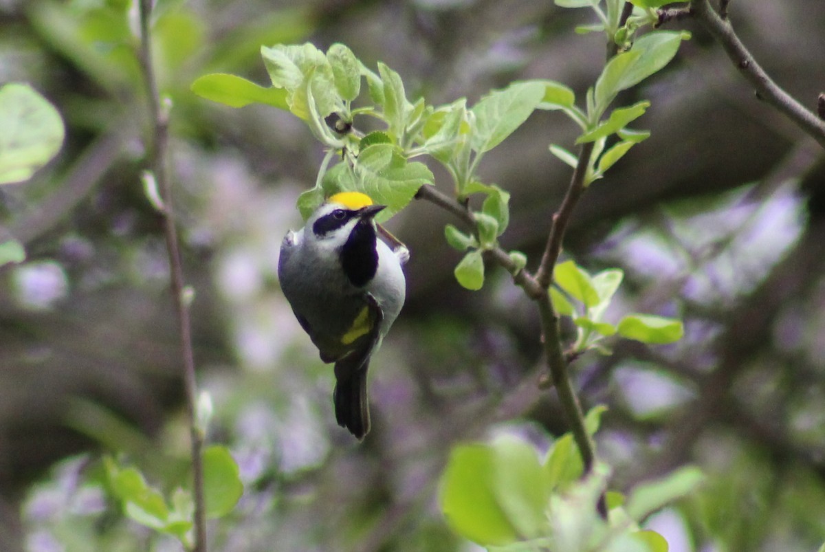 Golden-winged Warbler - ML334669891