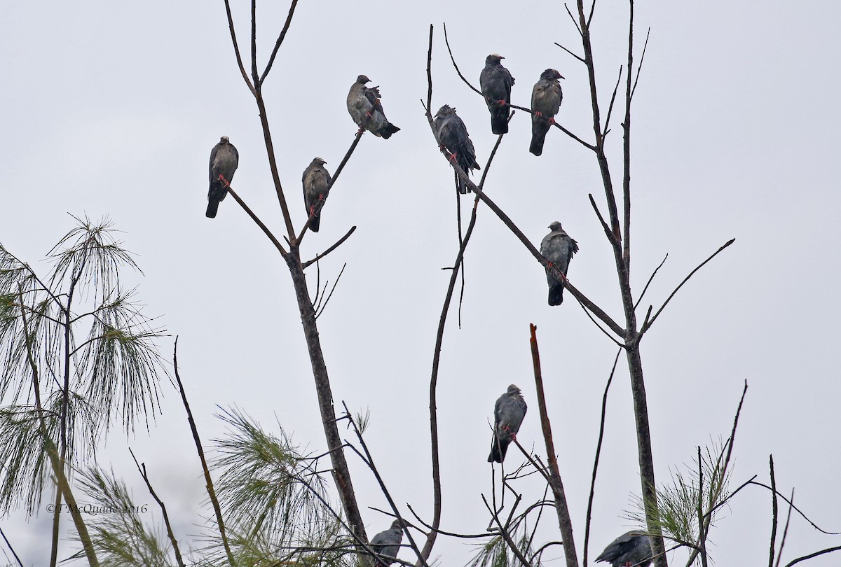 White-crowned Pigeon - Tammy McQuade