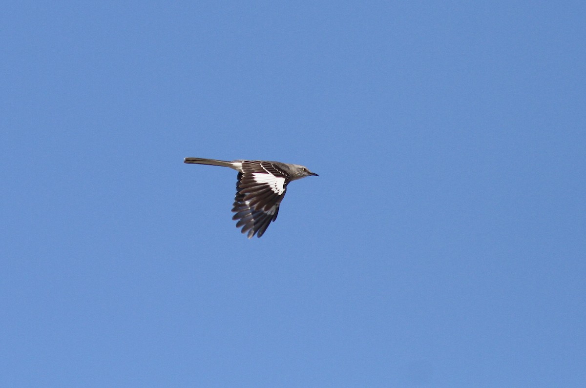 Northern Mockingbird - ML334670131