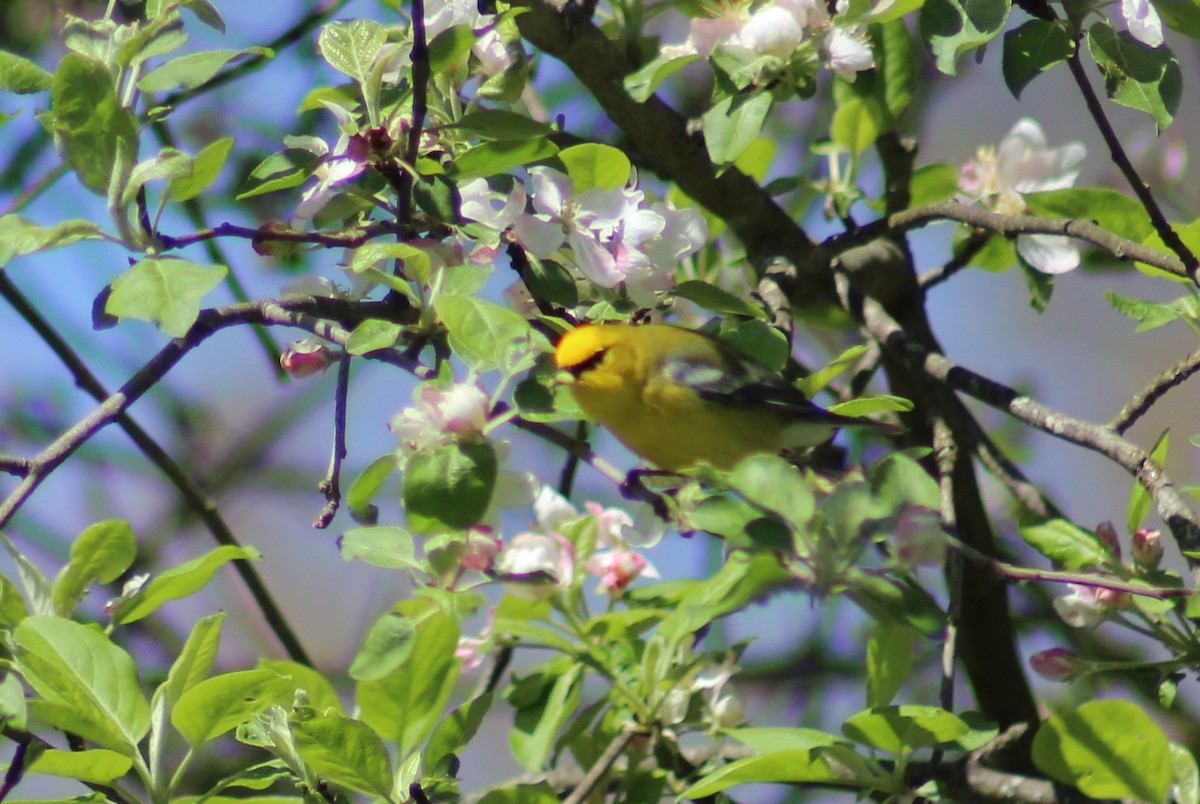 Blue-winged Warbler - ML334670141
