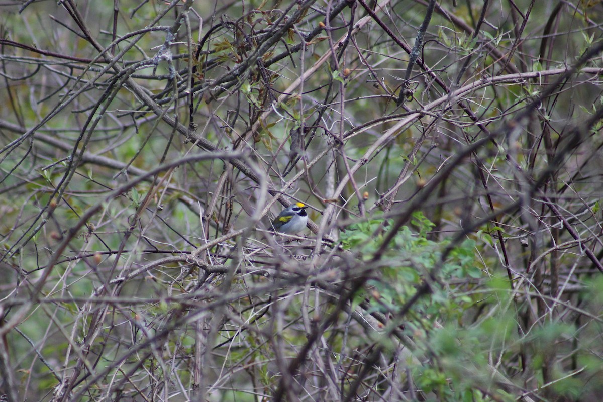 Golden-winged Warbler - ML334670391