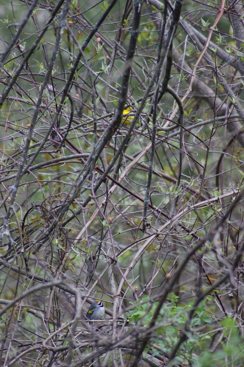 Golden-winged Warbler - ML334670451