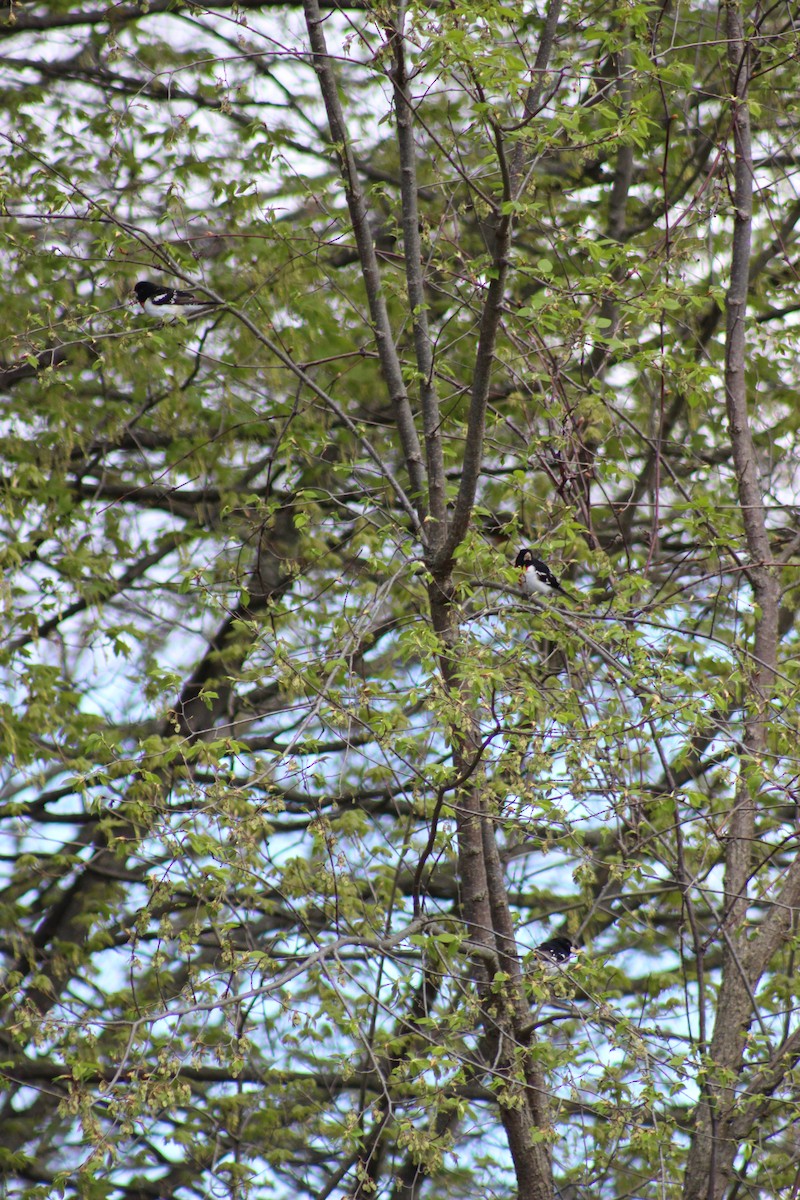 Rose-breasted Grosbeak - ML334670561