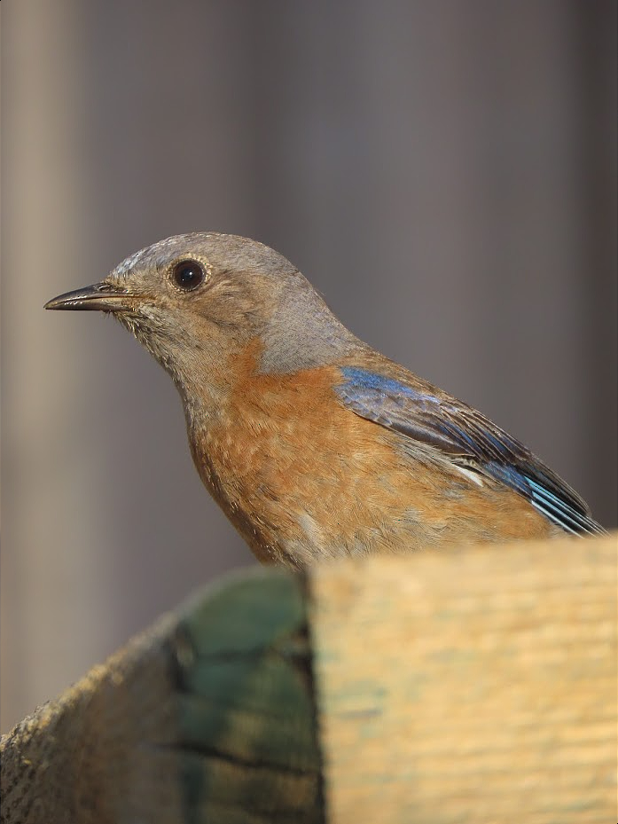 Western Bluebird - ML334670601