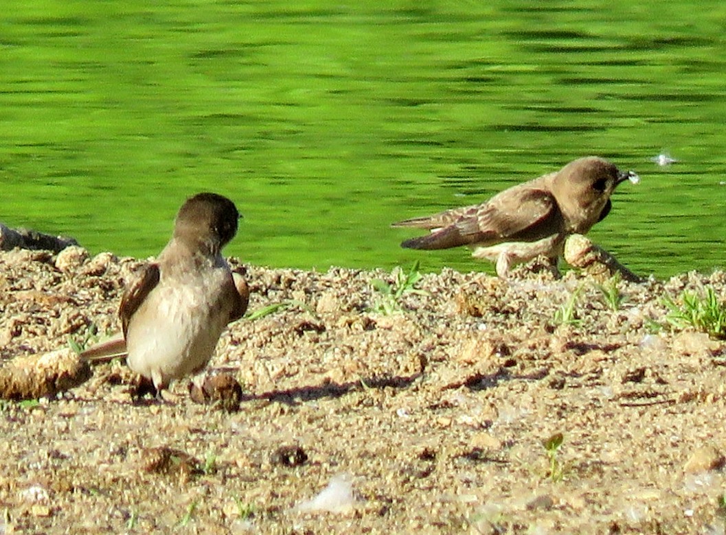 Hirondelle à ailes hérissées - ML334670681