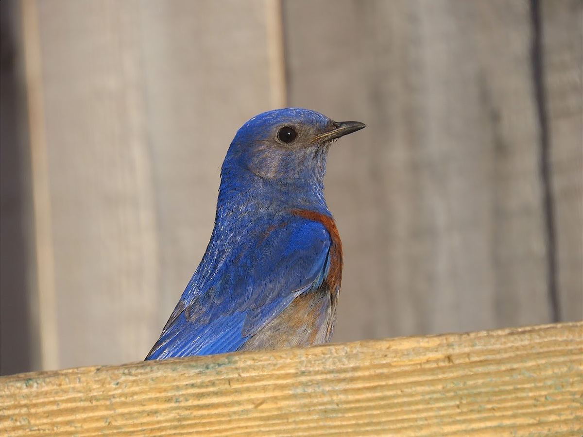 Western Bluebird - ML334670921