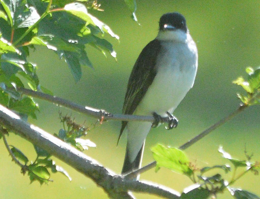 Eastern Kingbird - ML334671171