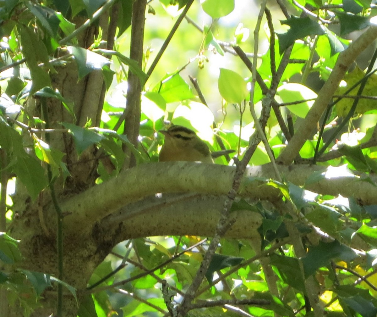 Worm-eating Warbler - Chris O'Connell