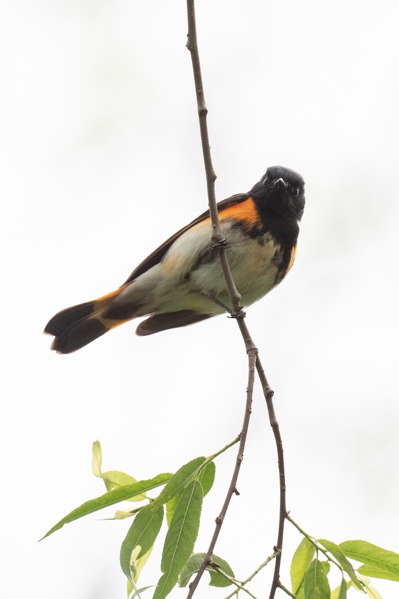 American Redstart - ML334672661