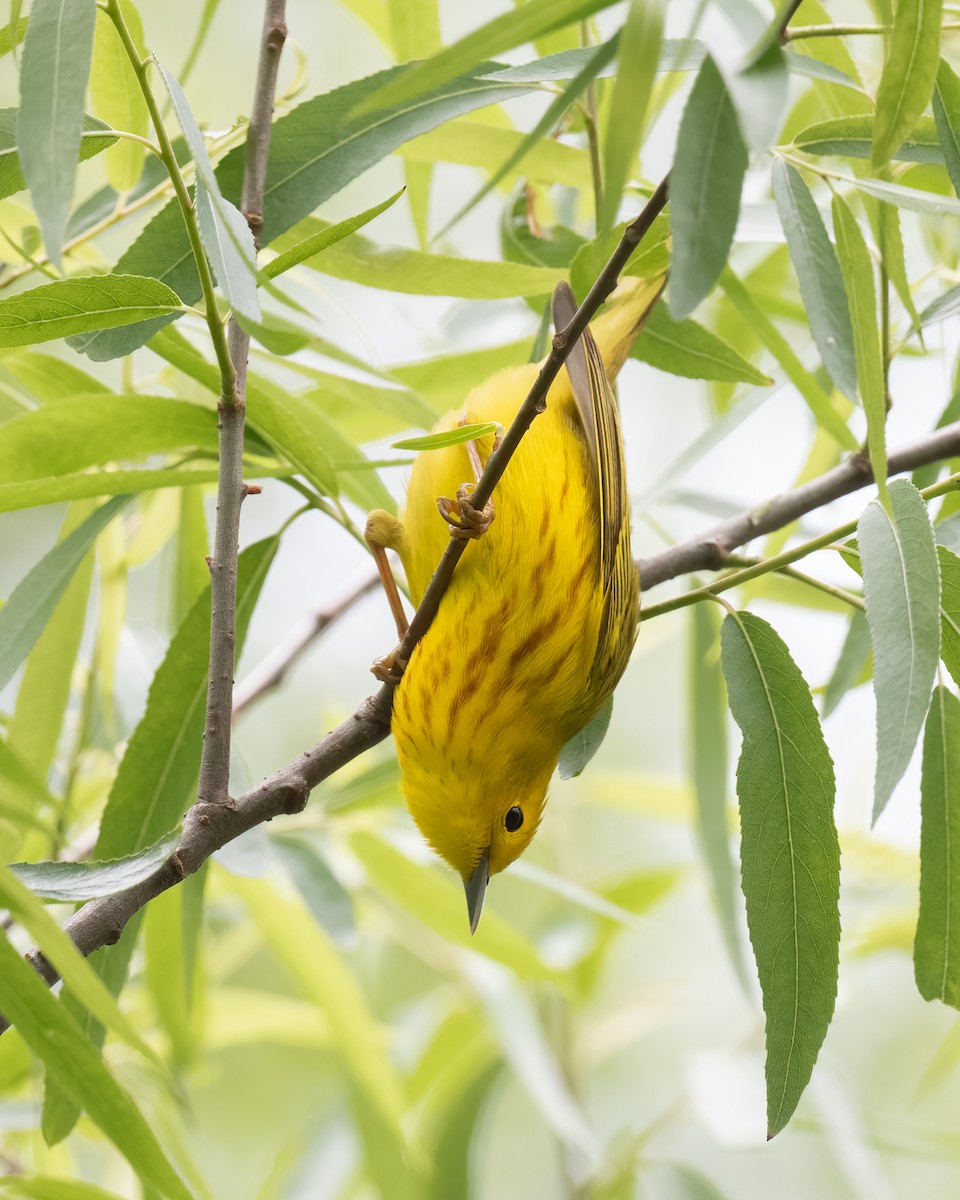 Yellow Warbler (Northern) - ML334672881